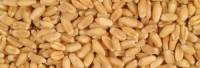Whoelsale LG – Certified seeds of high-yielding varieties of wheat