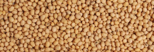 Wholesale Cheapest Price Good Quality Sorghum /Sorghum Bicolor in Market